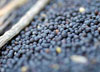 Rapeseed